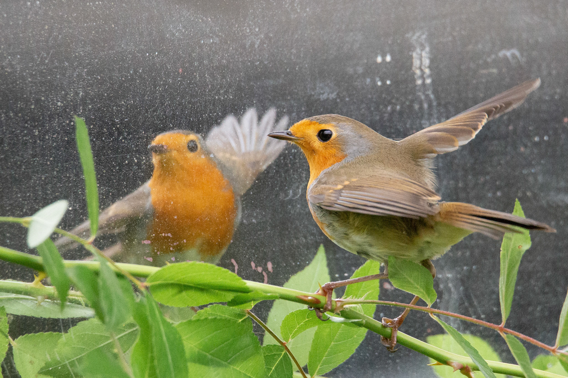 spiegel aan de wand, wie dringt binnen in mijn land
