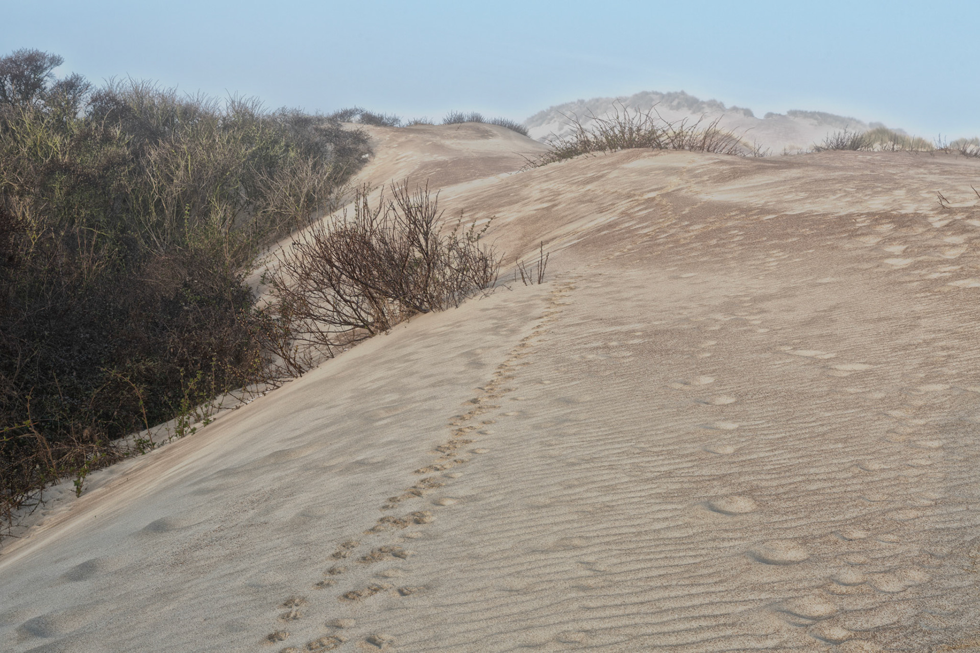 vossenpad in de duinen van het schietgat