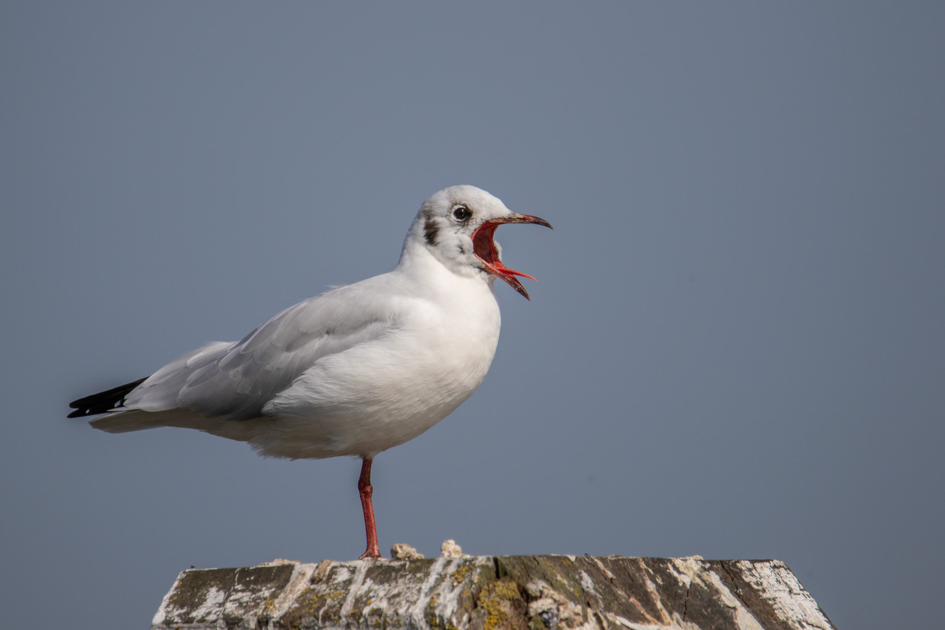 op 1 poot gekke bekken trekken, kokmeeuw