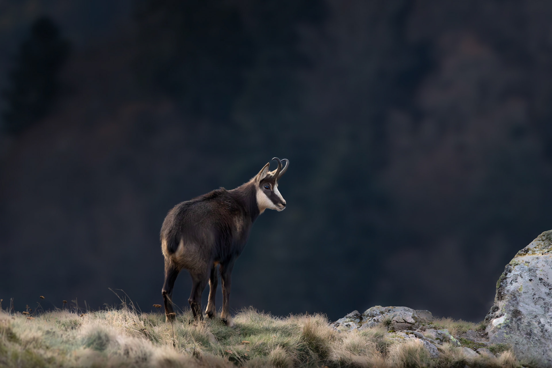 gems Vogezen Hohneck