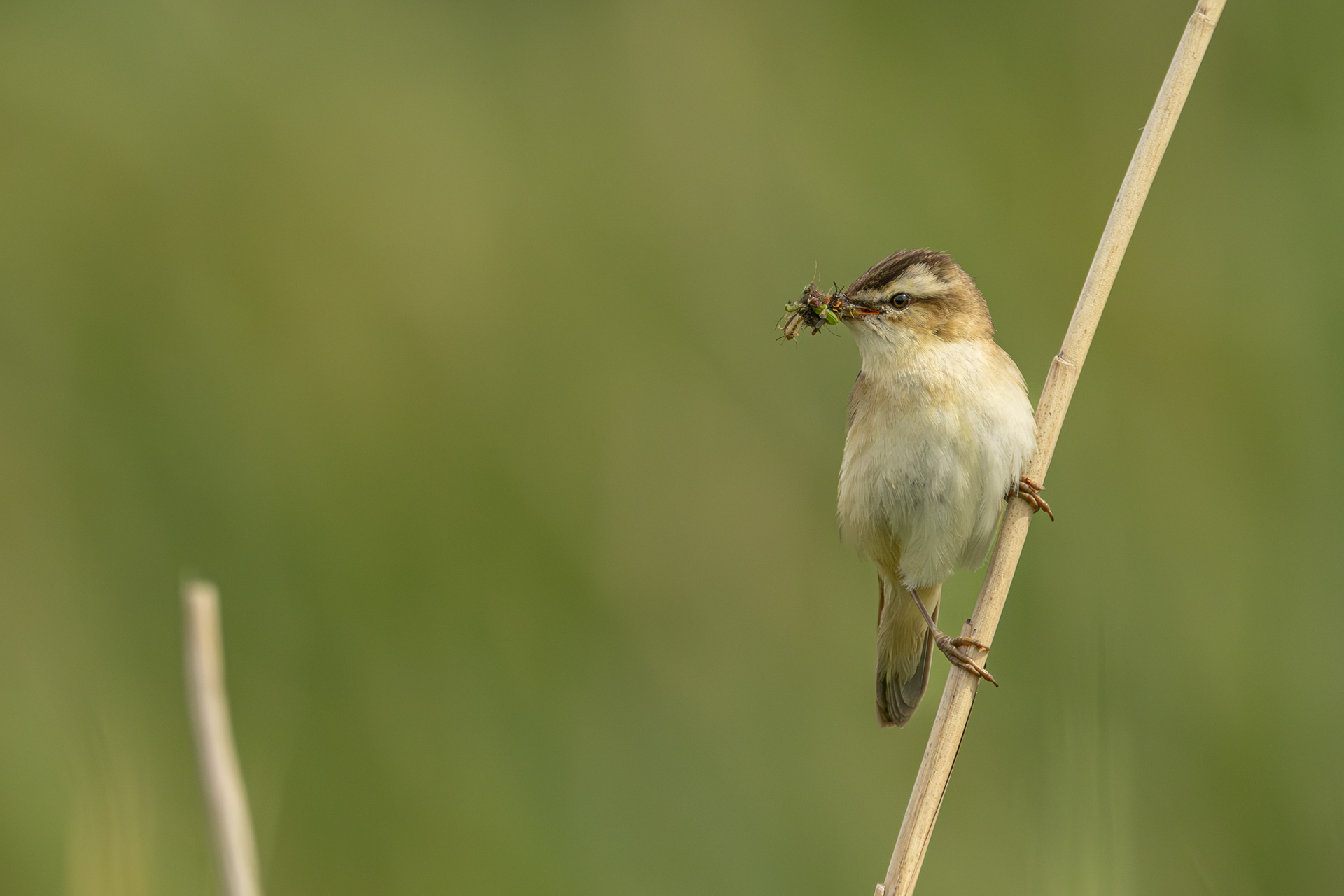 rietzanger met voedsel voor het nest