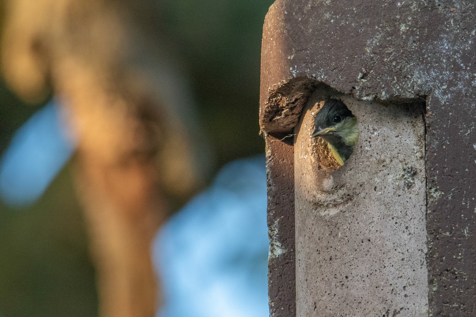 juveniele koolmees, eerste vlucht