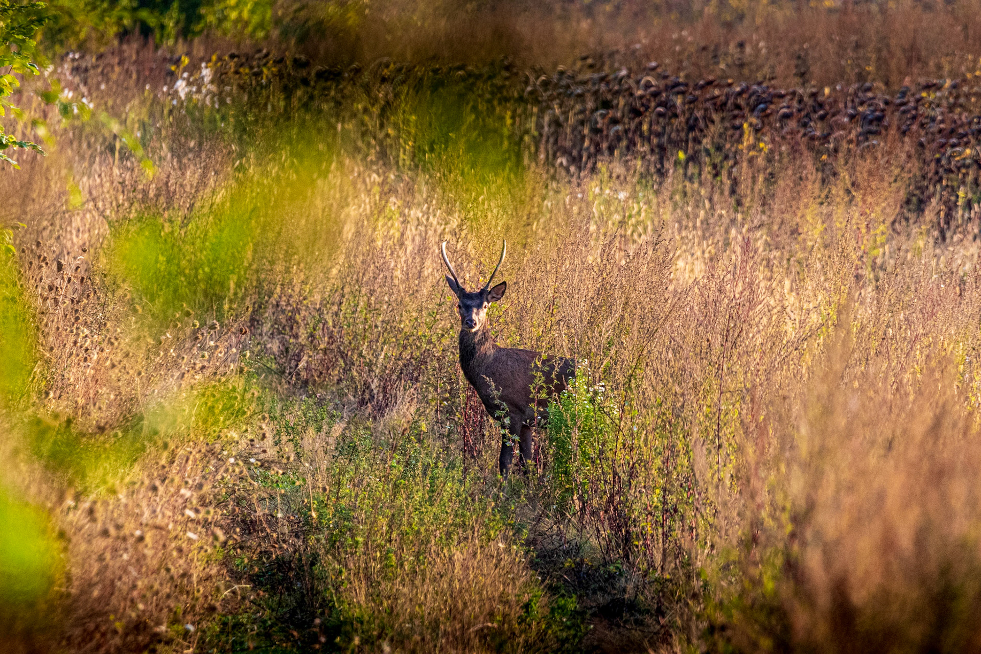 edelhert, jong mannetje