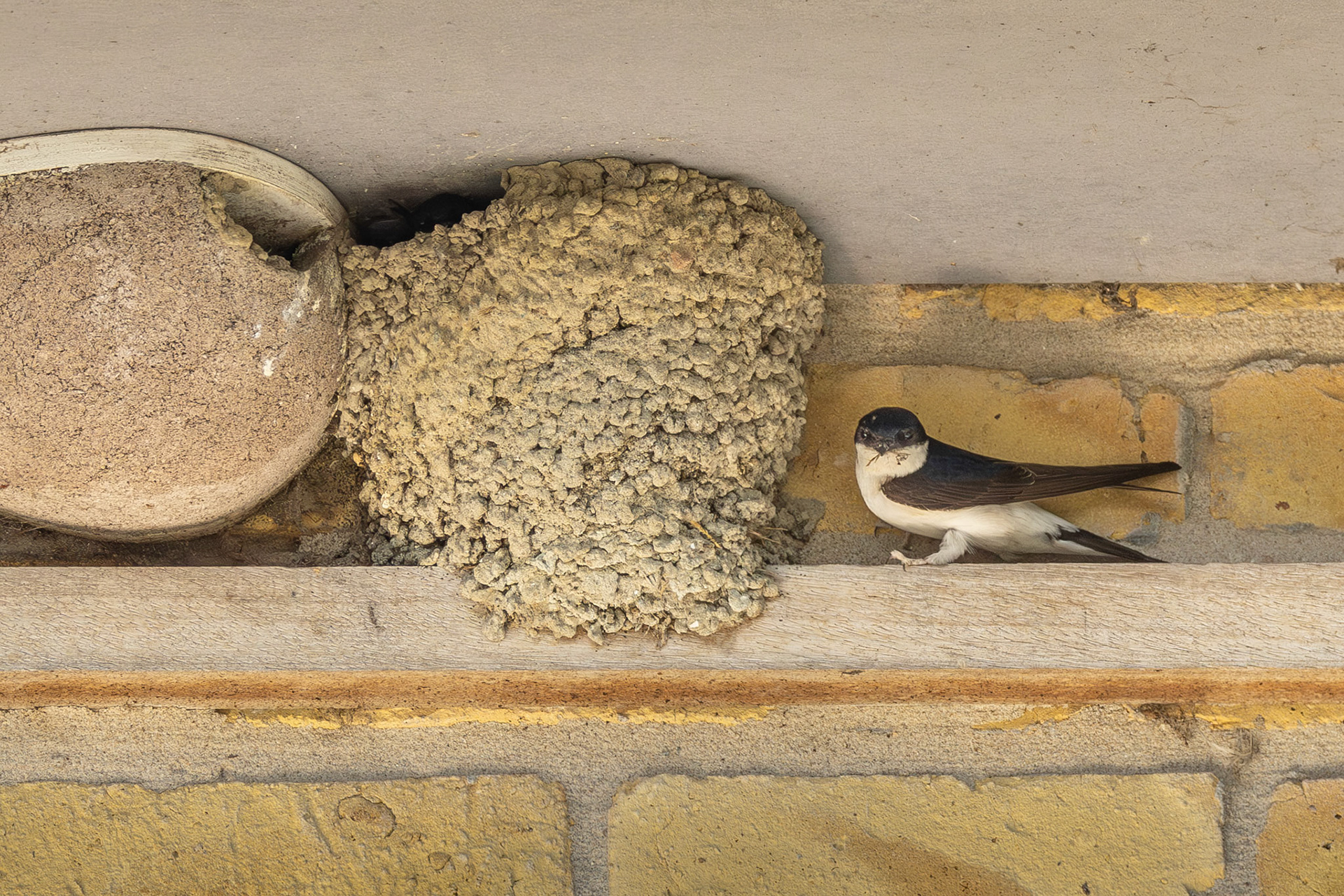 huiszwaluw , klusser