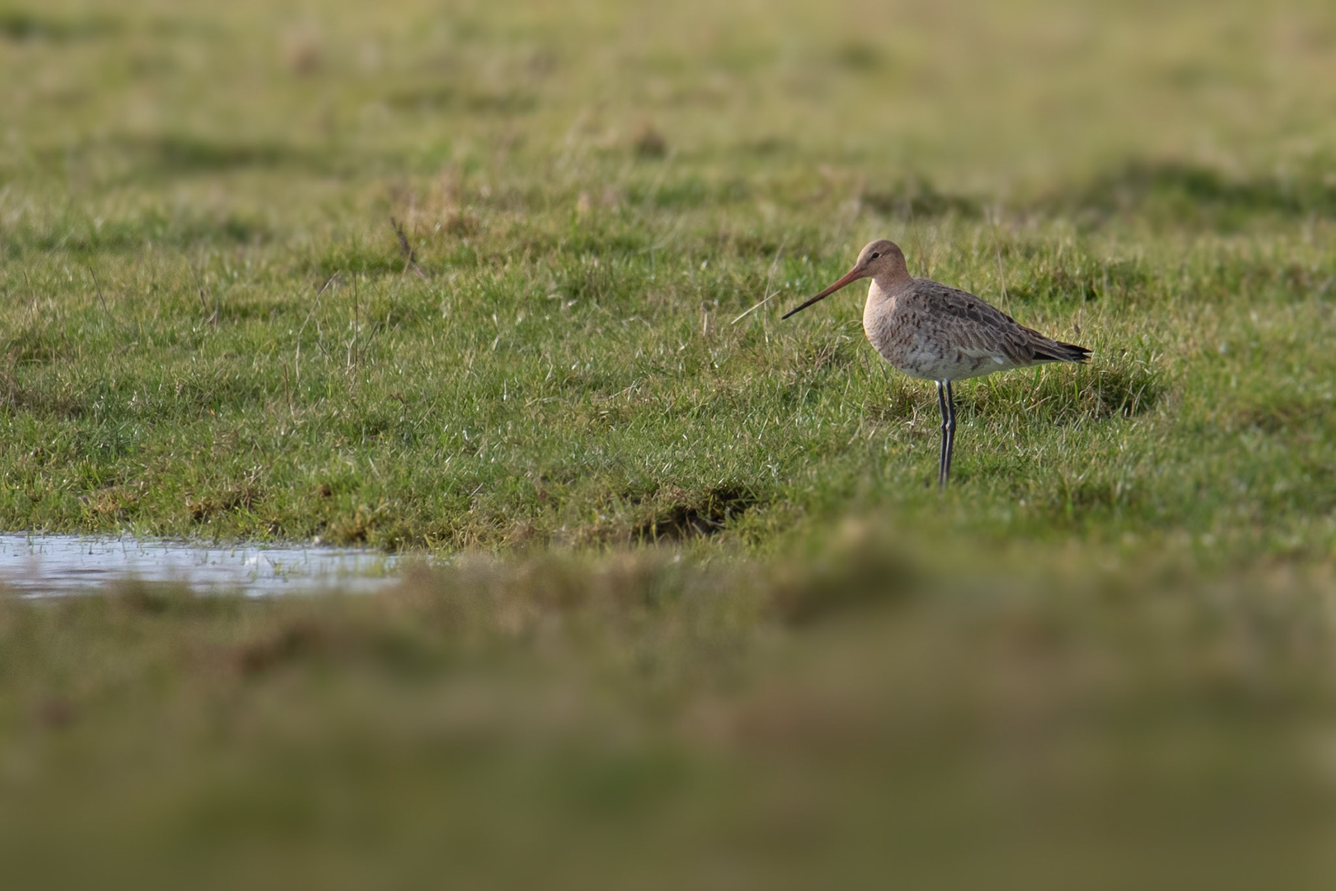 juveniele grutto komt voor het eerst terug uit het zuiden