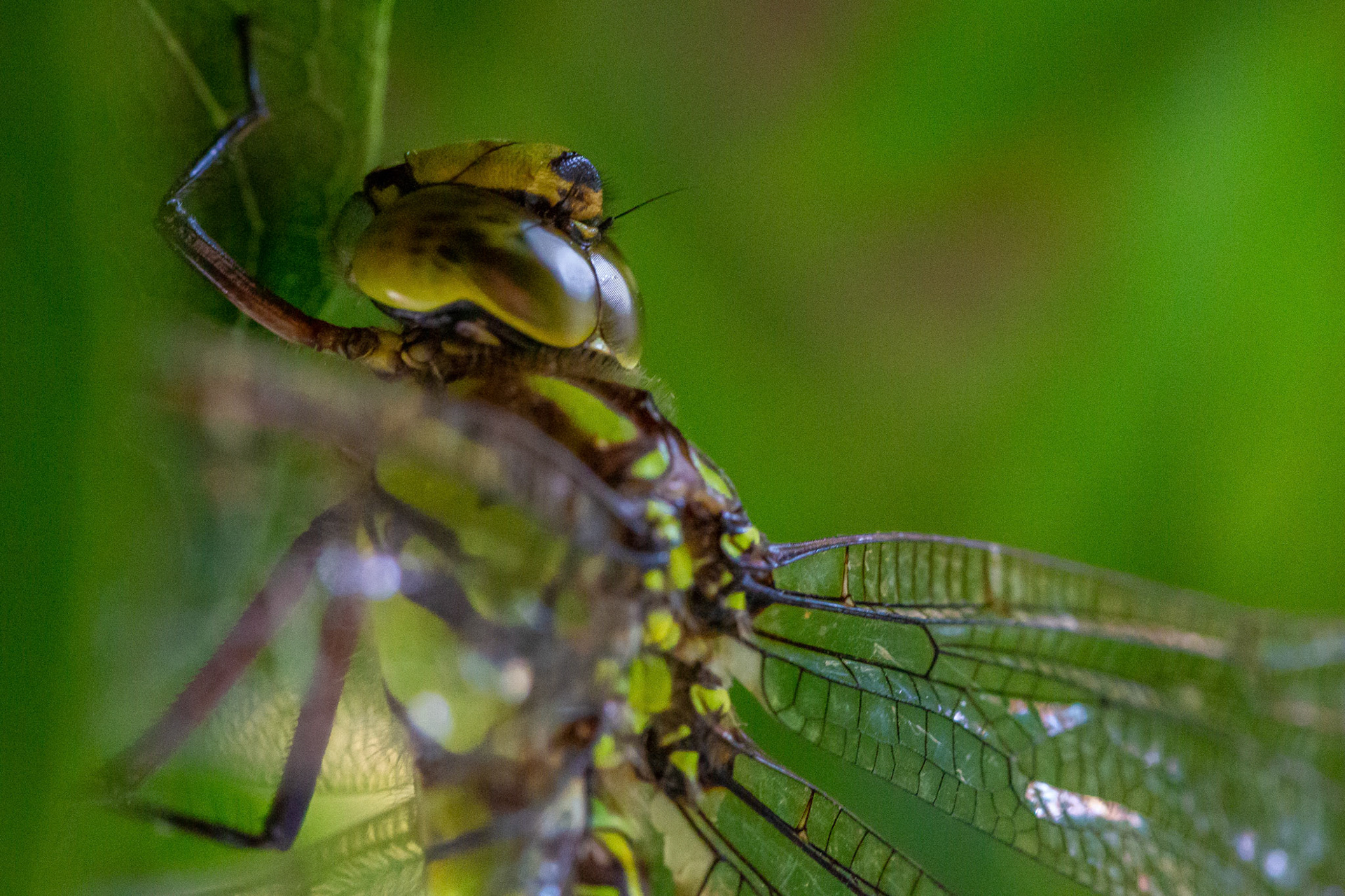 vrouwtje glassnijder