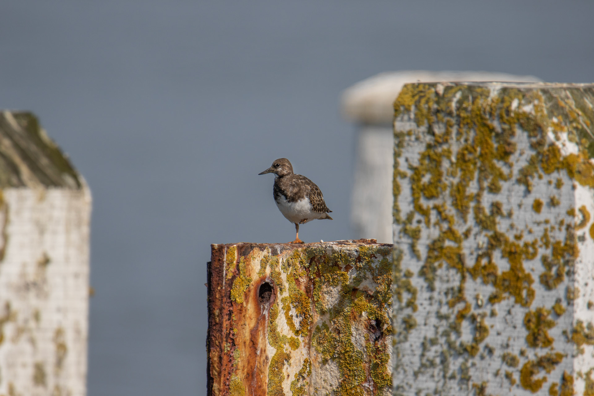 steenloper bij hoogtij, veren poetsen en rusten