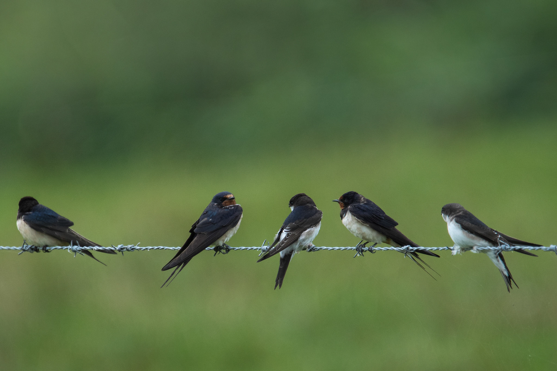 boeren- en huiszwaluwen