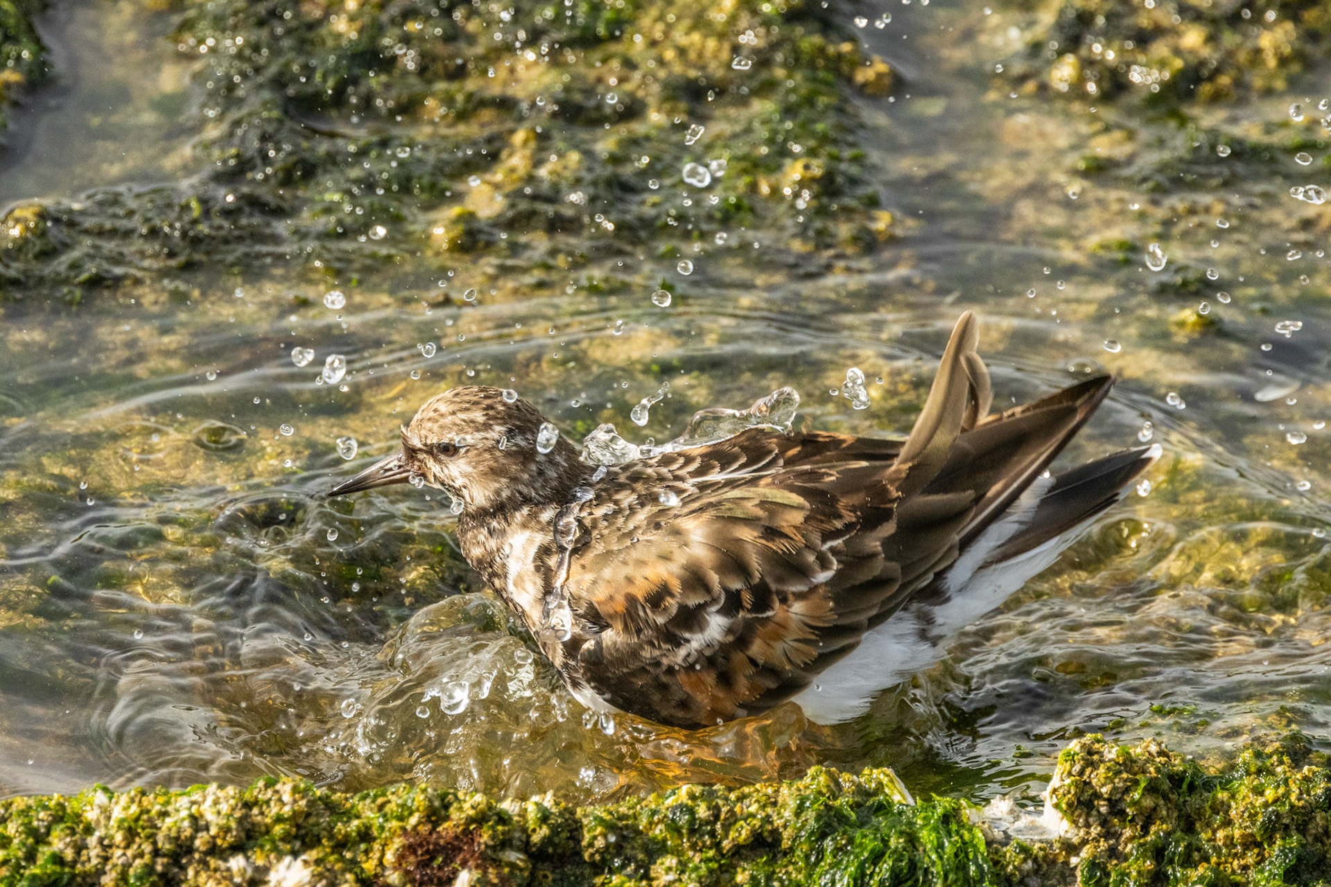 badgast te Nieuwpoort