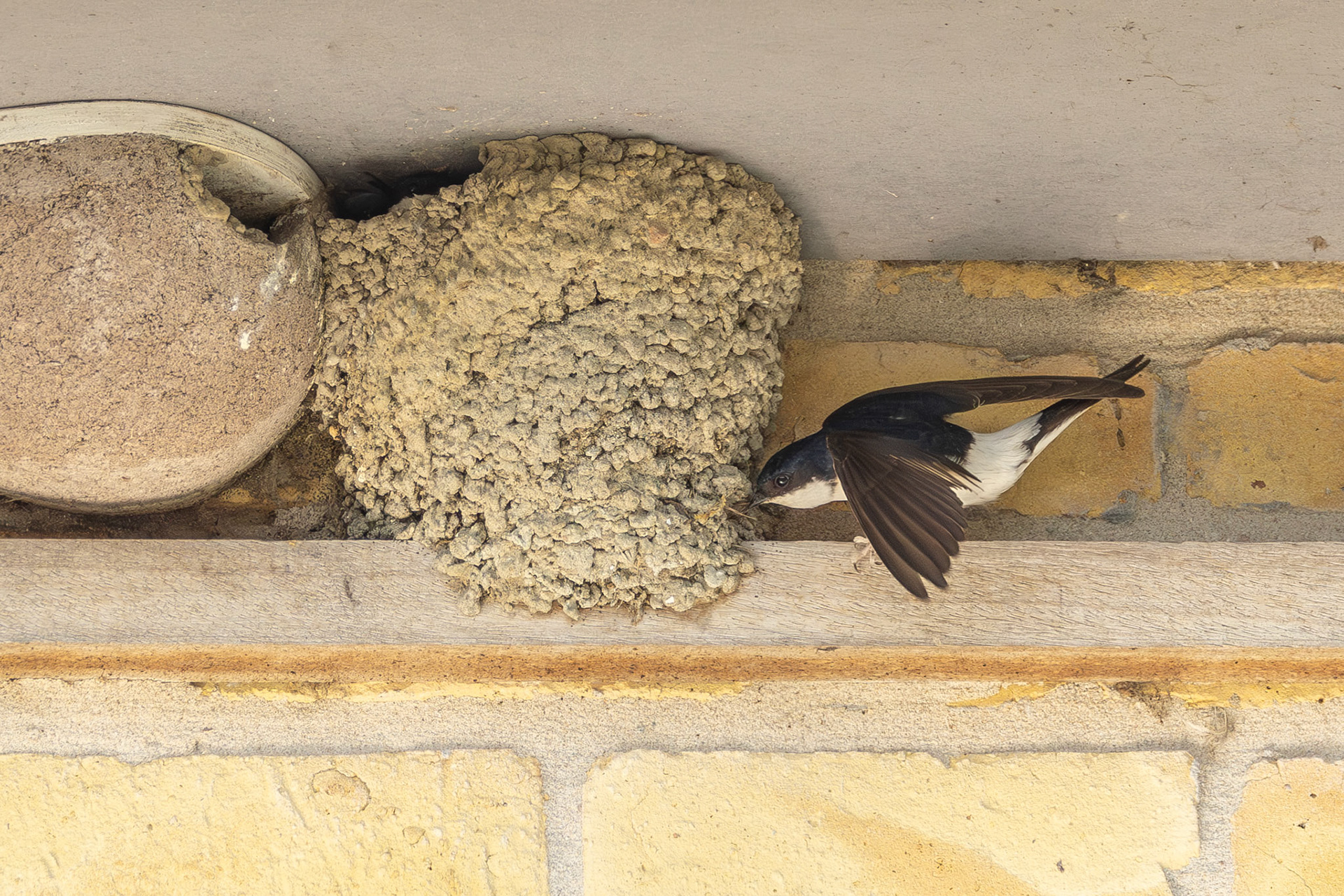 huiszwaluw , klusser