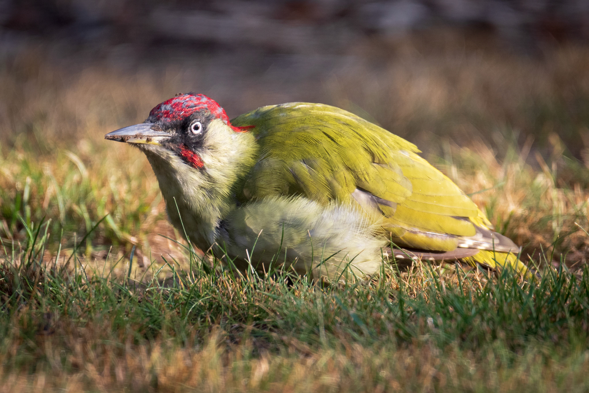 groene specht (met prooi op de kop)