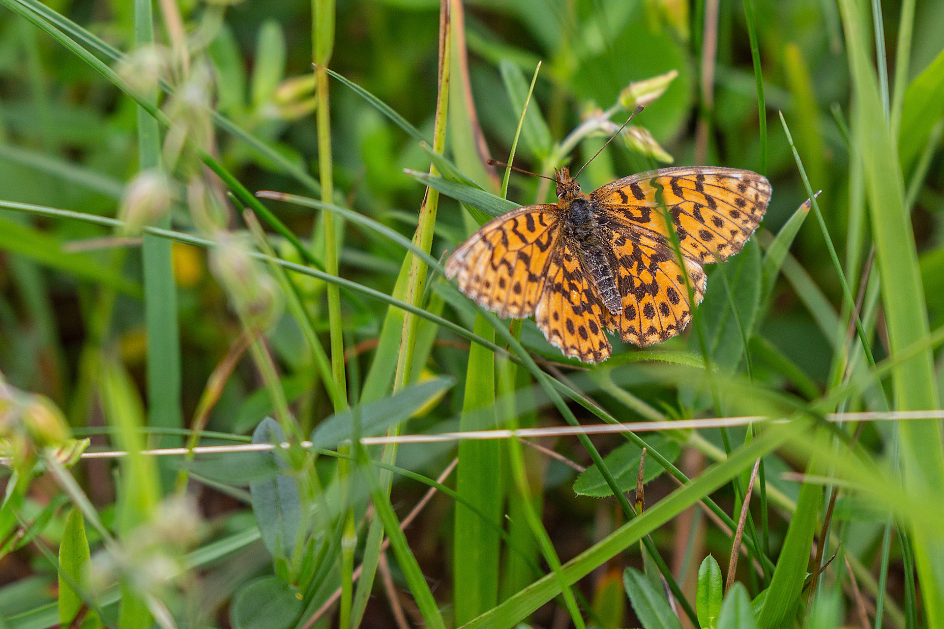 paarseparelmoervlinder