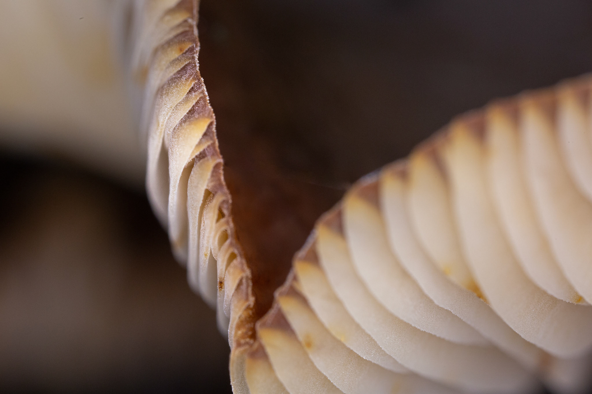 supermacro paddenstoelen Gavers Harelbeke 2022