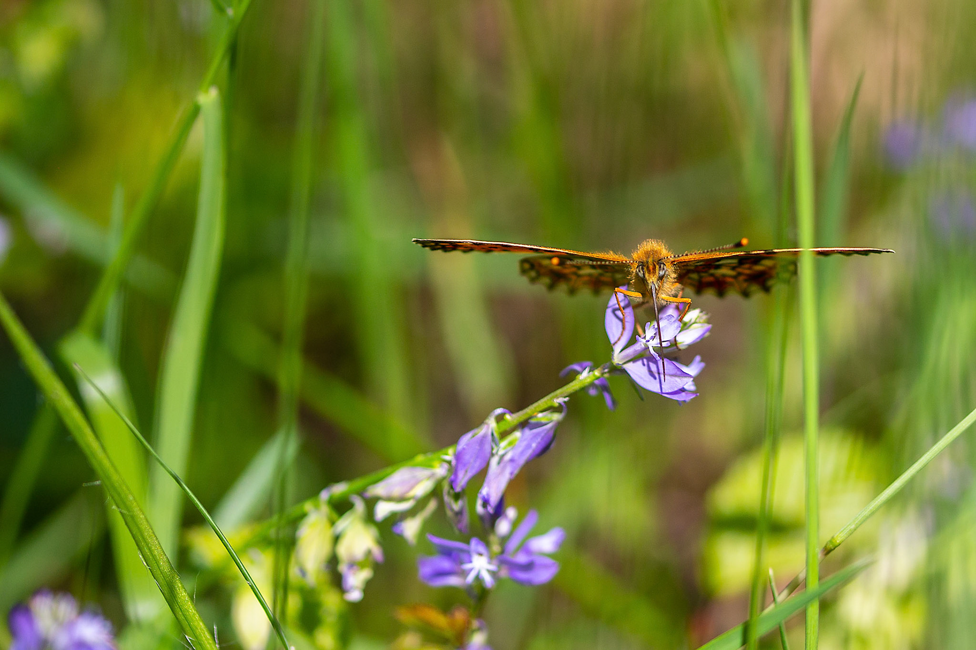 veldparelmoervlinder