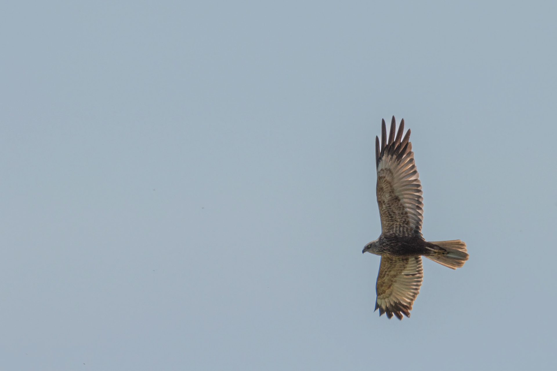 bruine Kiekendief ,man