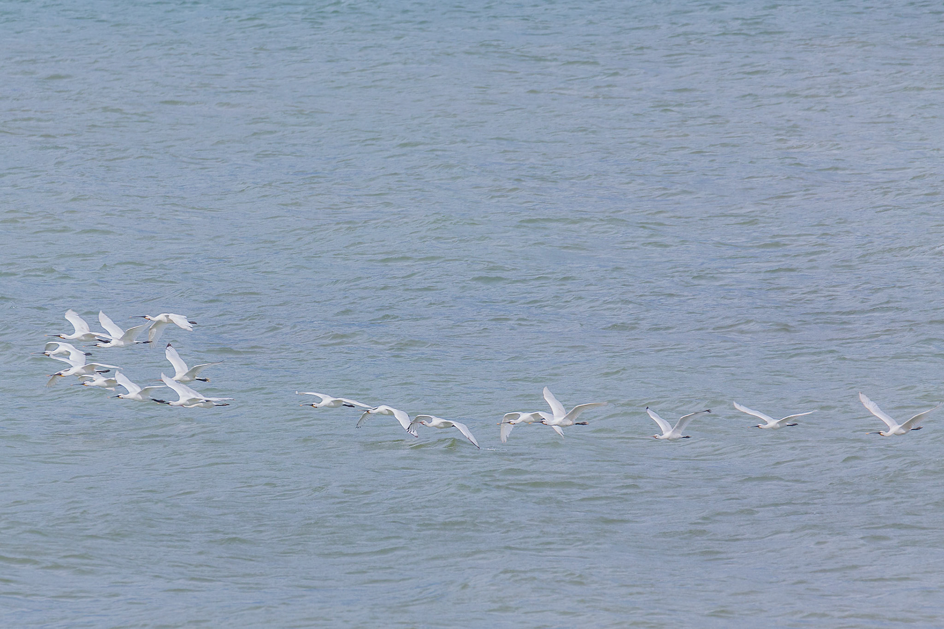 najaarstrek Lepelaars