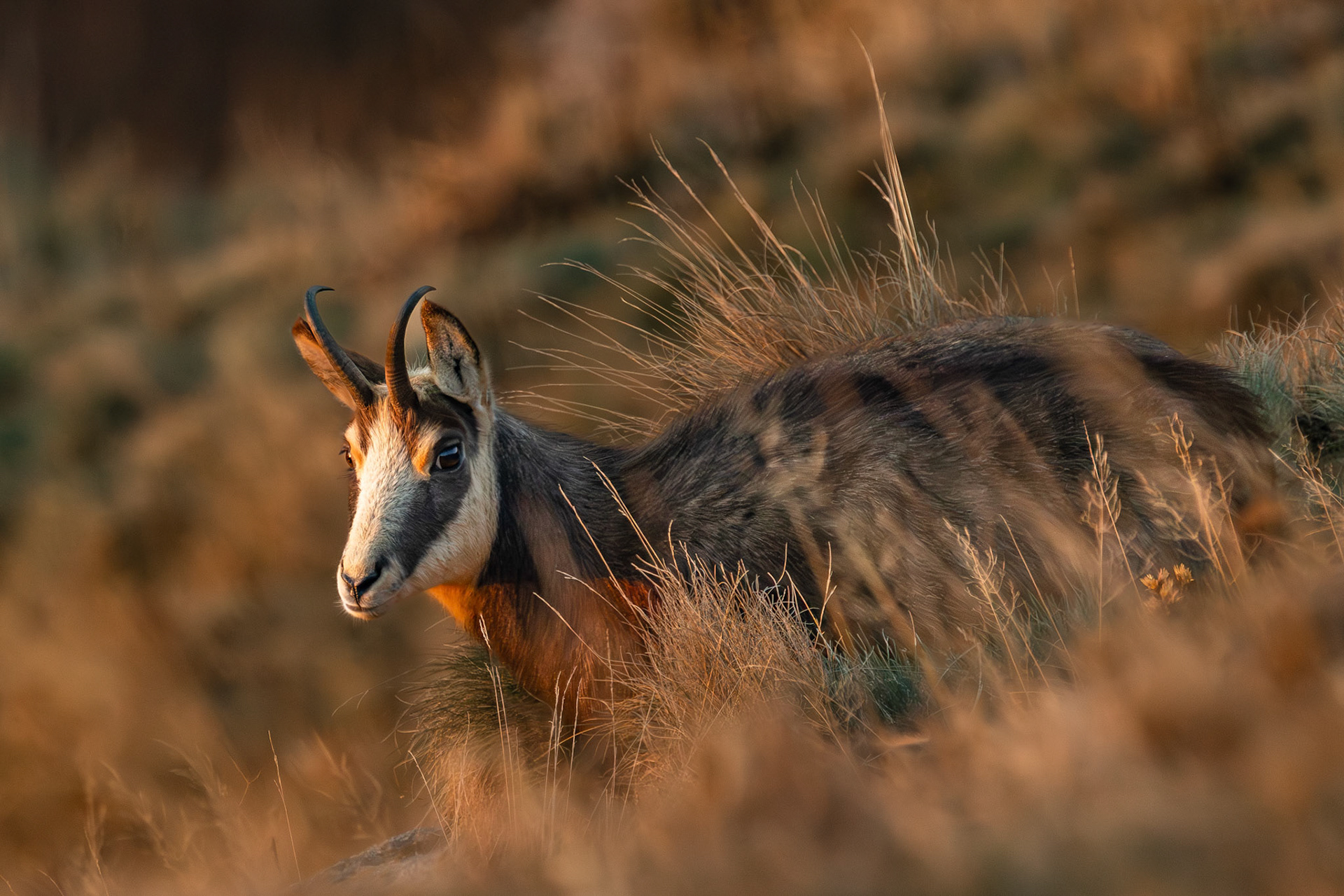 gems vogezen Hohneck