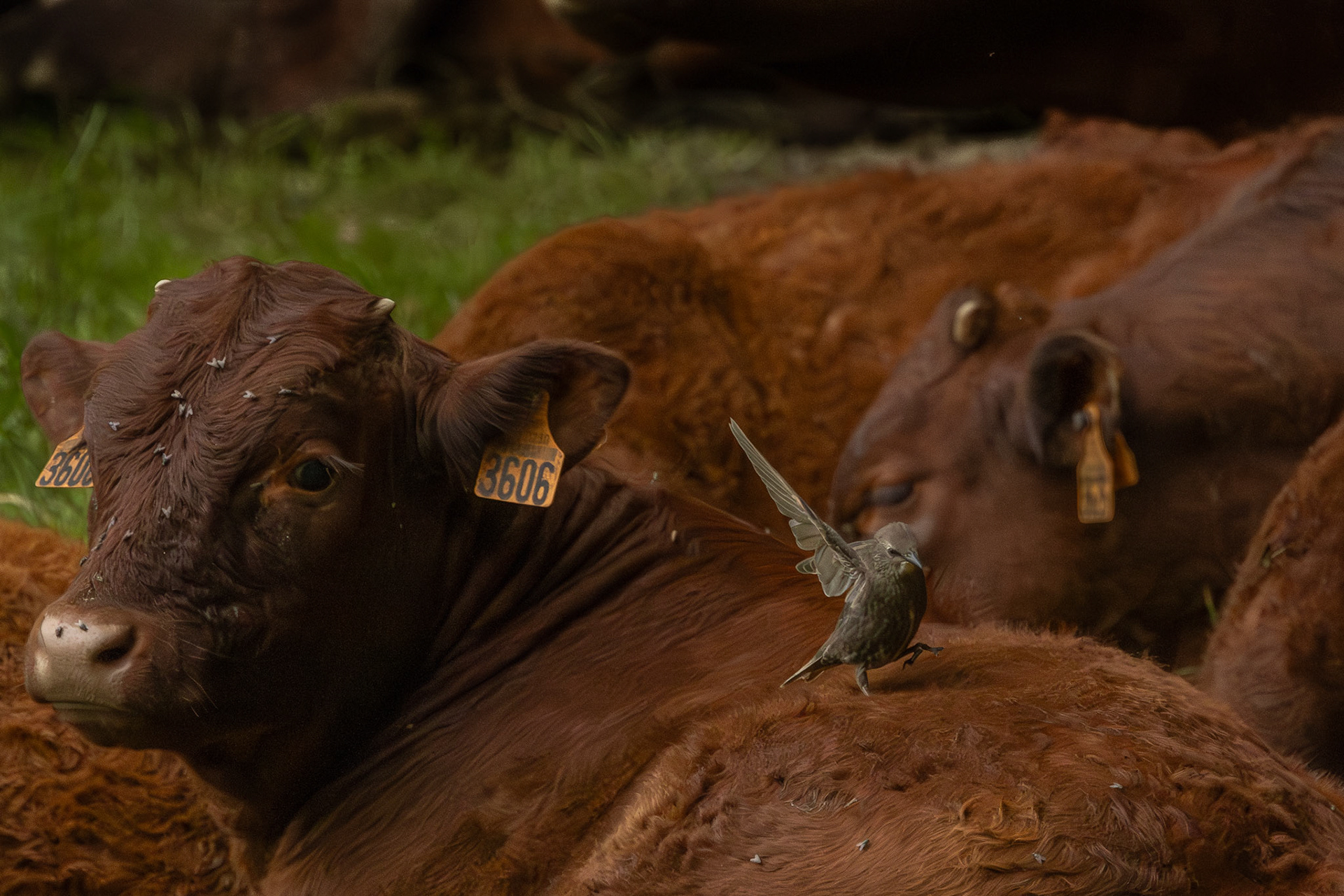 enthousiaste spreeuw