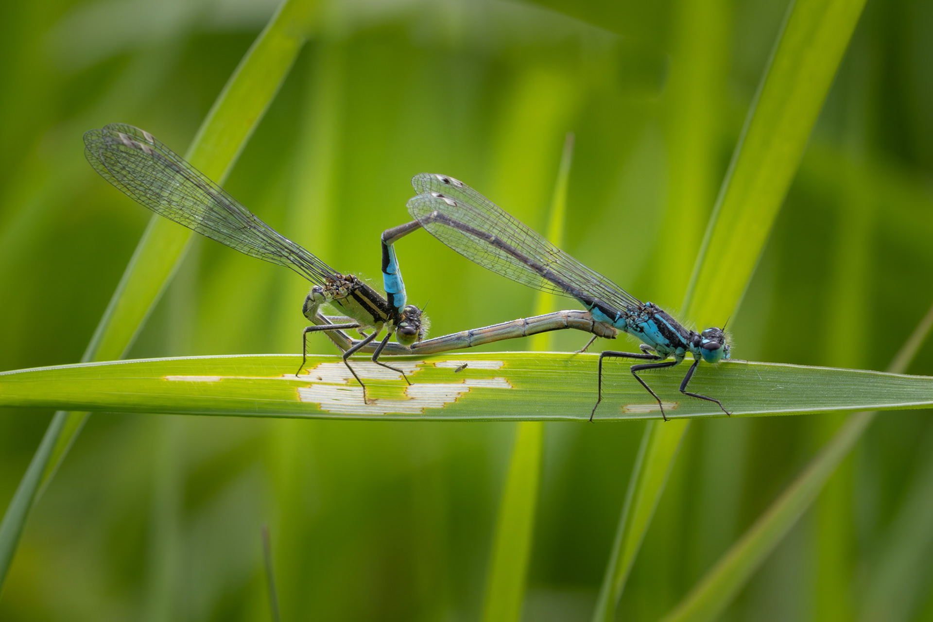rad van lantaarntjes