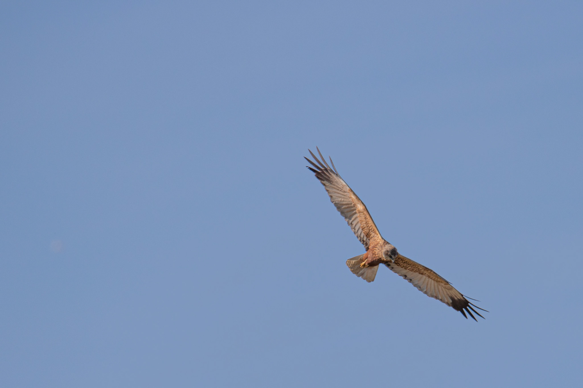 bruine Kiekendief ,man