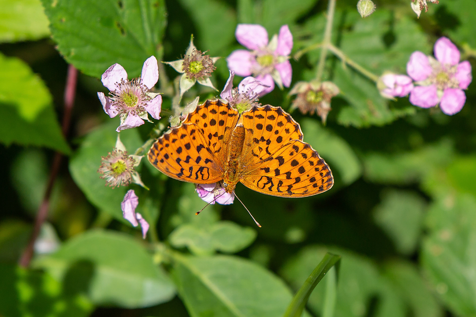 braamparelmoervlinder