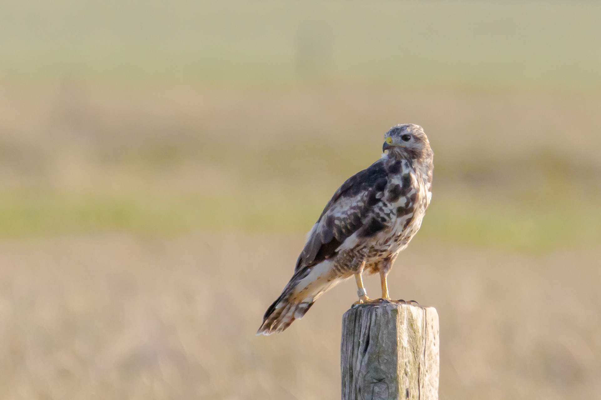 buizerd