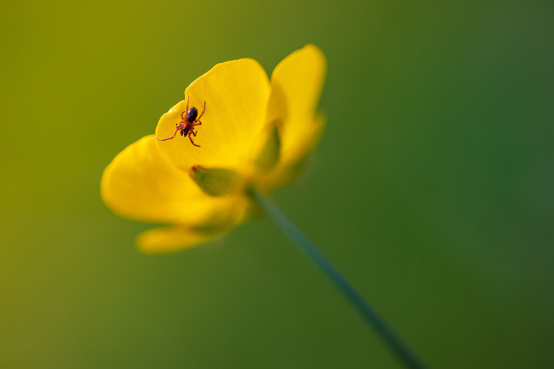 dwergspin op boterbloempje