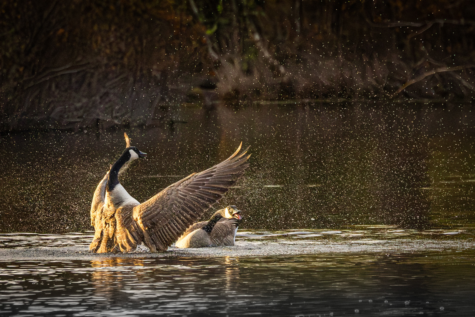 territoriumstrijd canadeese gans