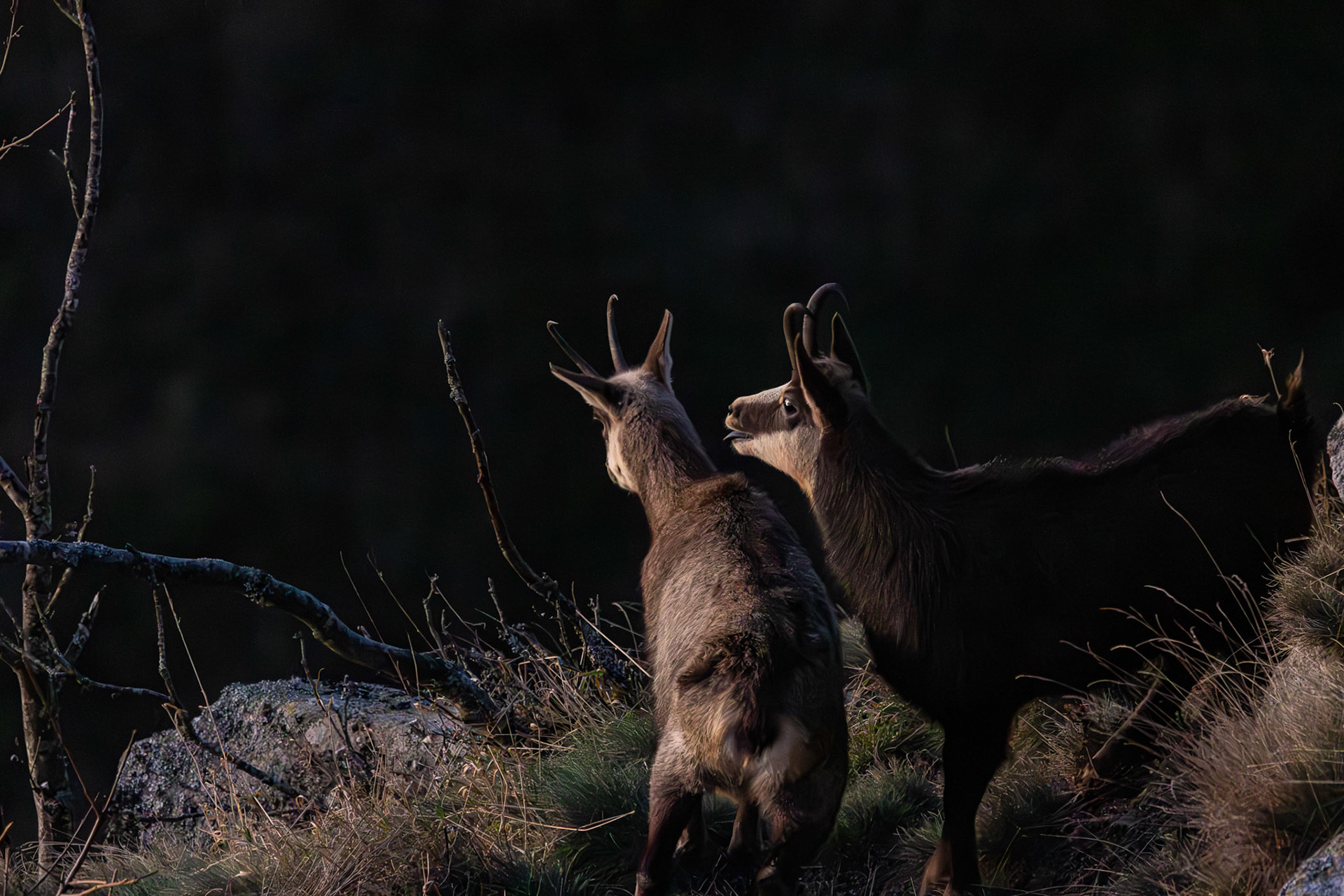 gems Vogezen Hohneck