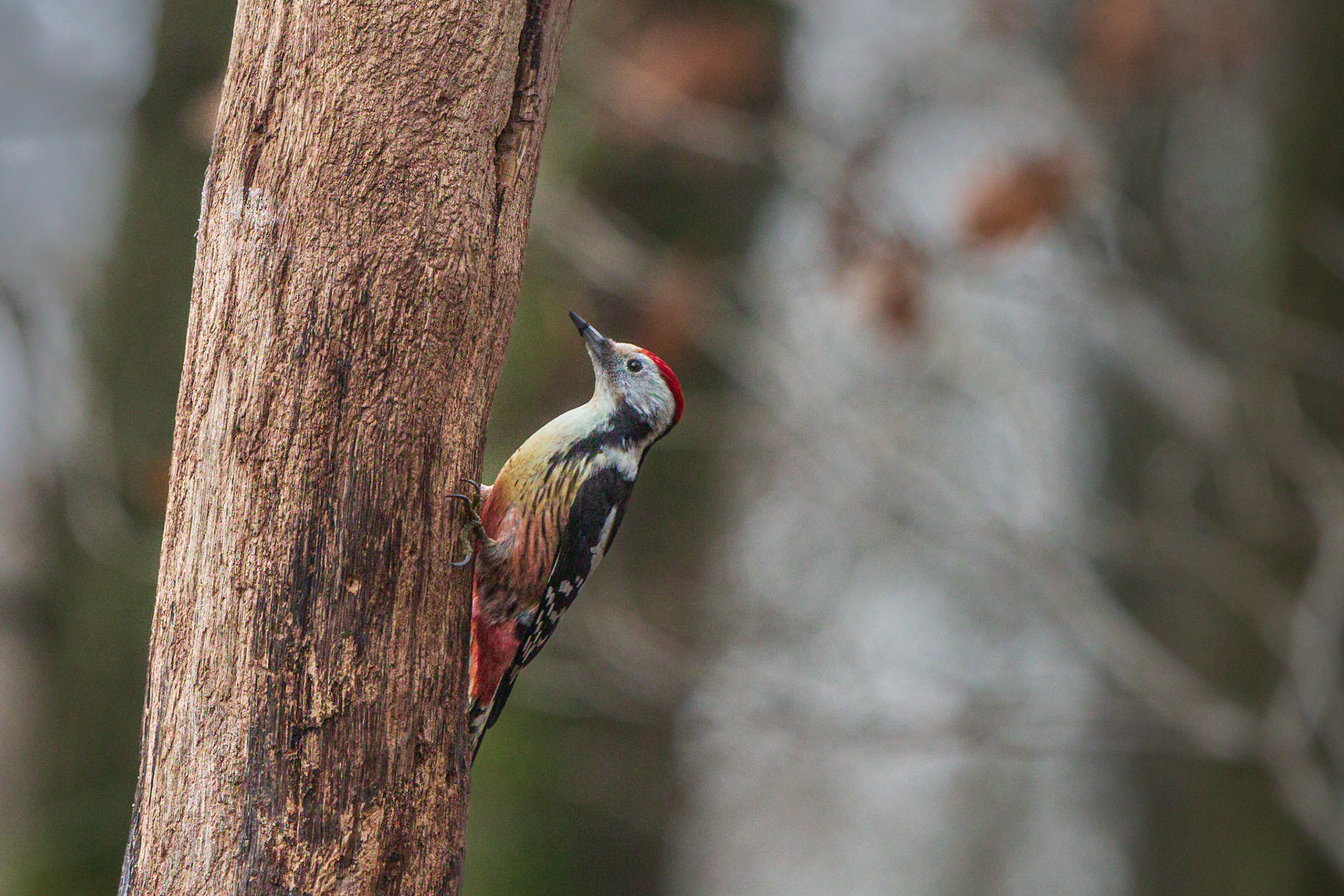 middelste bonte specht