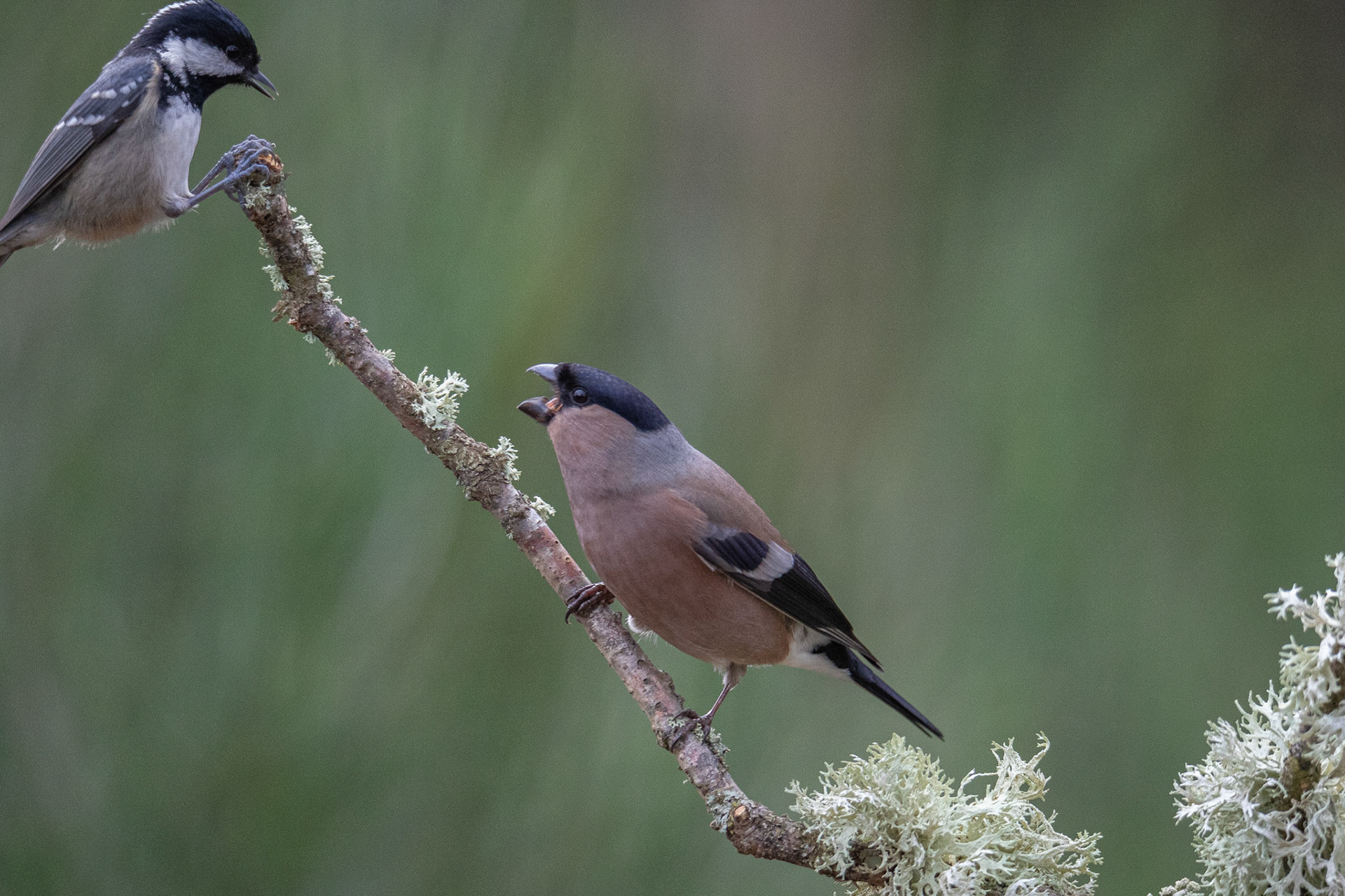 Goudvink (vr) en zwarte mees