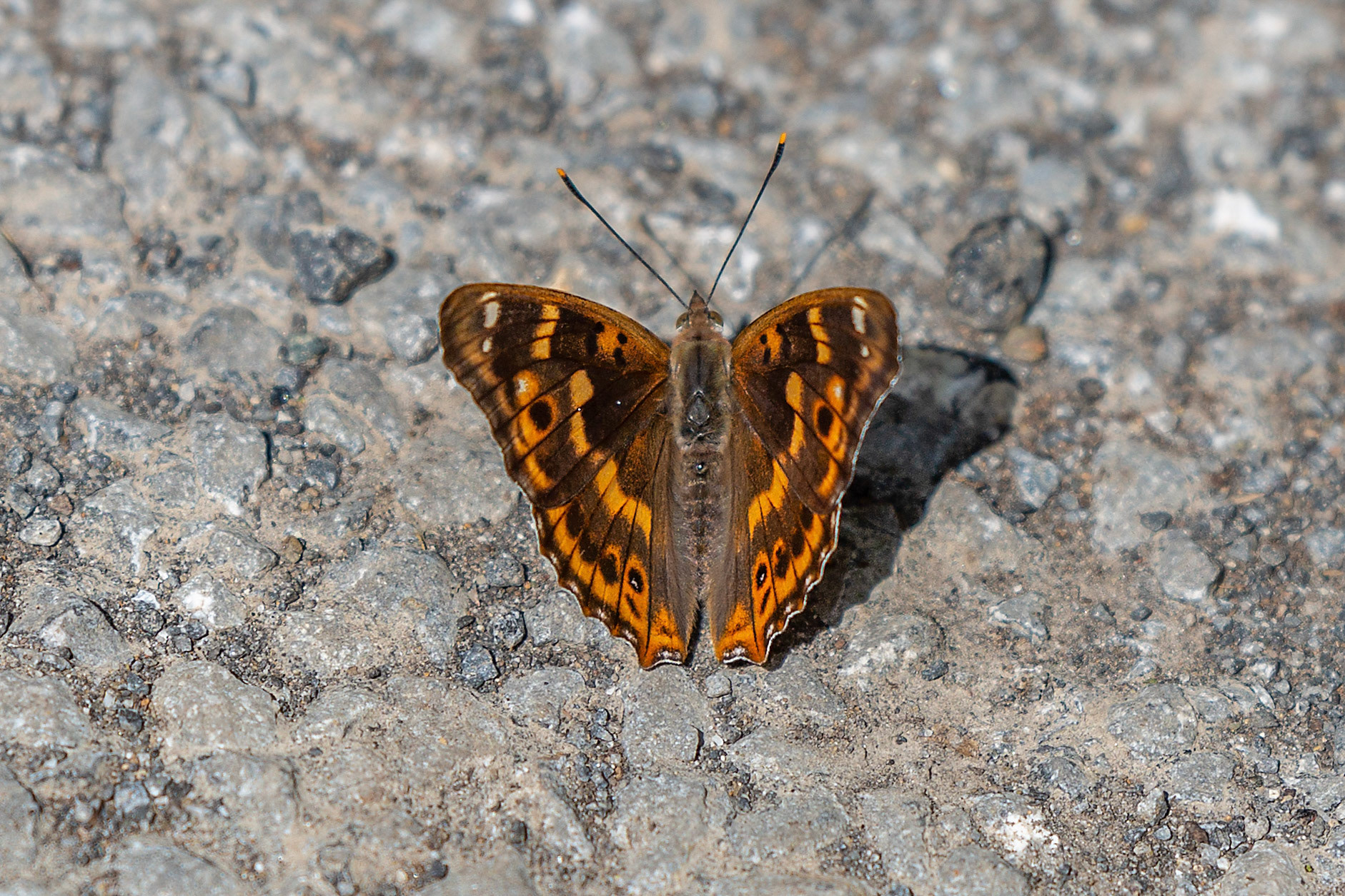kleine weerschijnvlinder