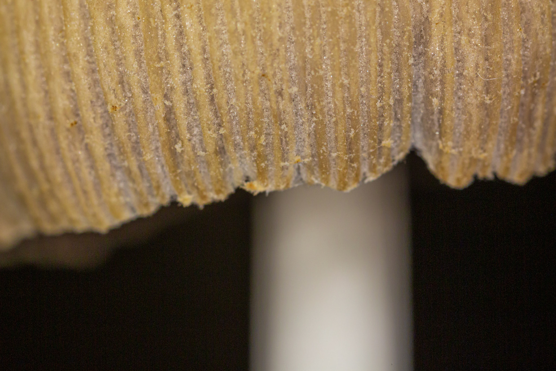 supermacro paddenstoelen Gavers Harelbeke 2022