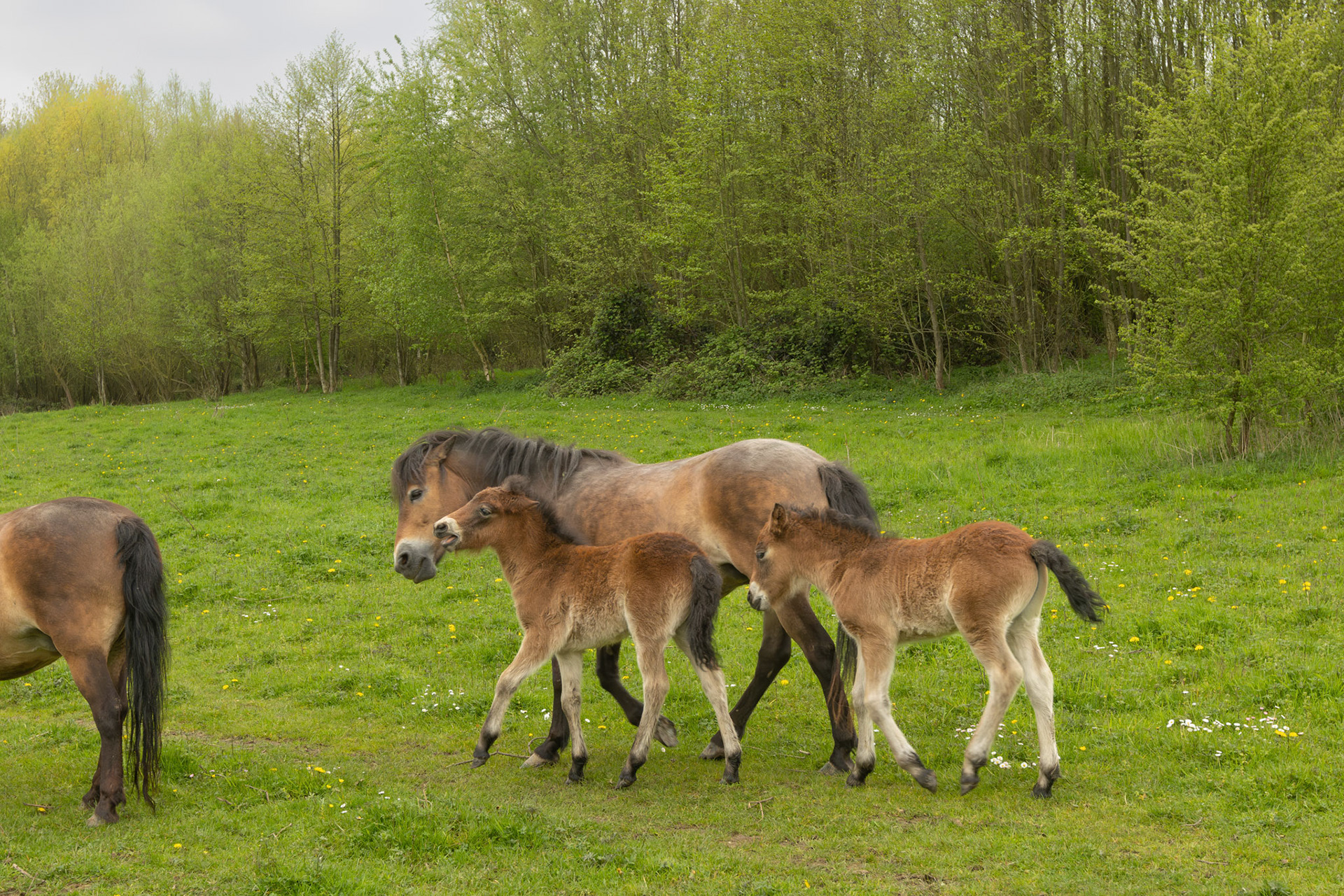 Burreken Vlaamse Ardennen