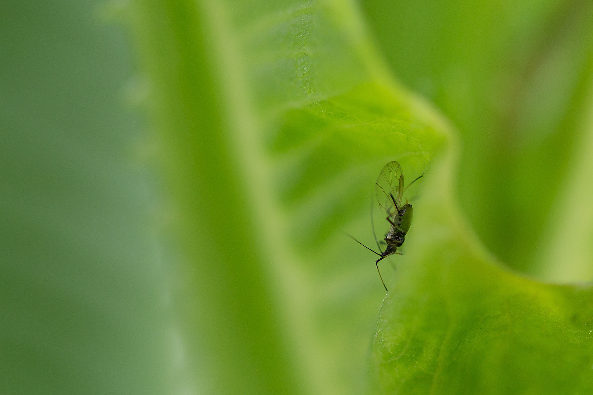 gevleugelde bladluis