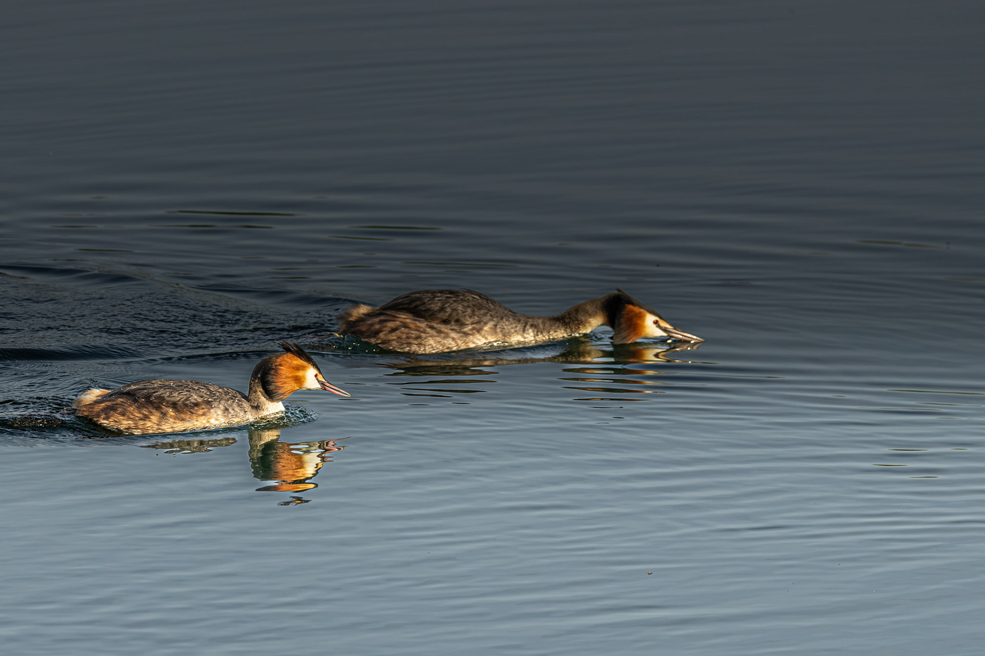 futen bewaken territorium