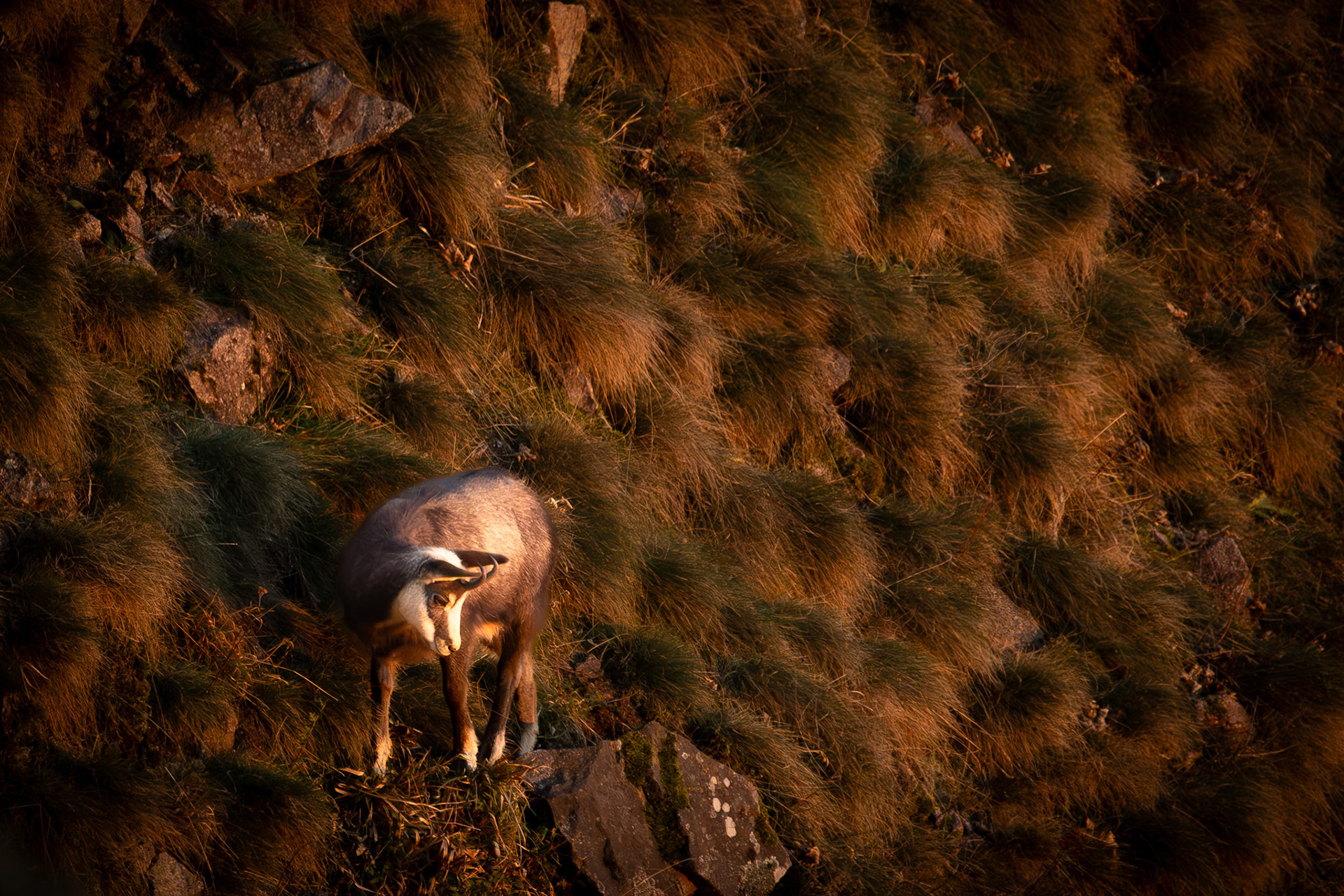 gems Vogezen Hohneck