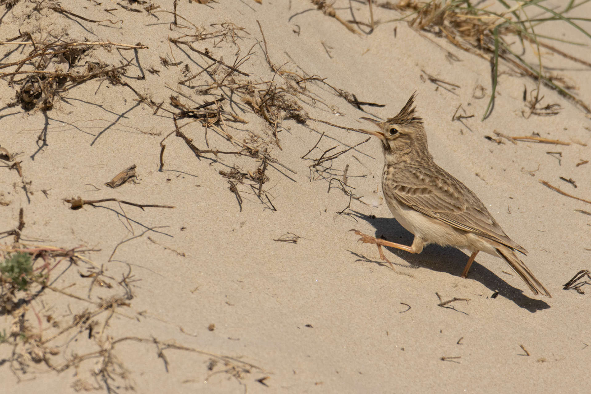  kuiflewerik El Hondo SP