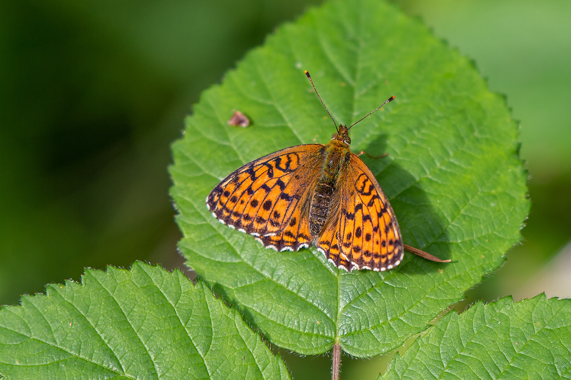 purperstreepparelmoervlinder