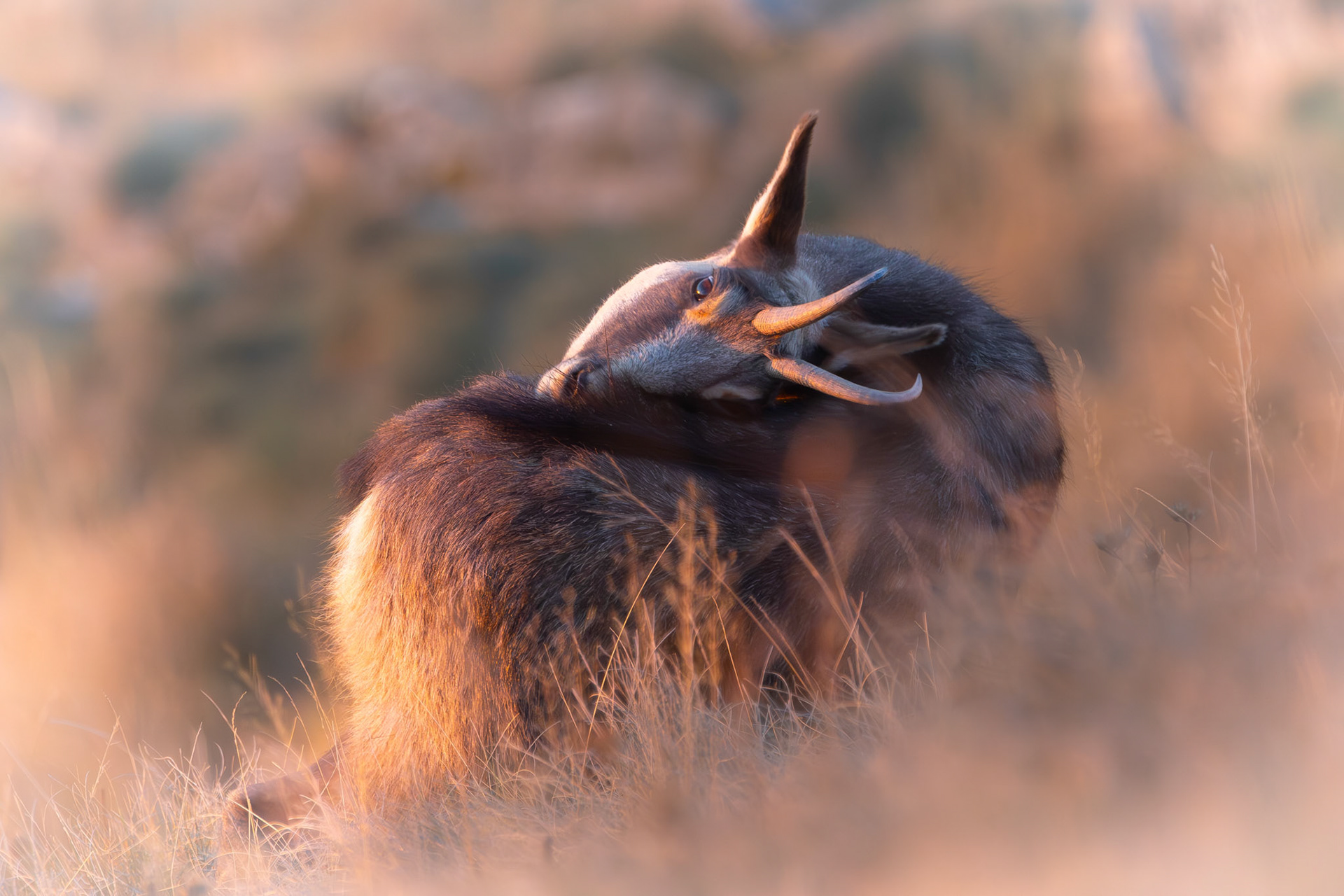 gems Vogezen Hohneck