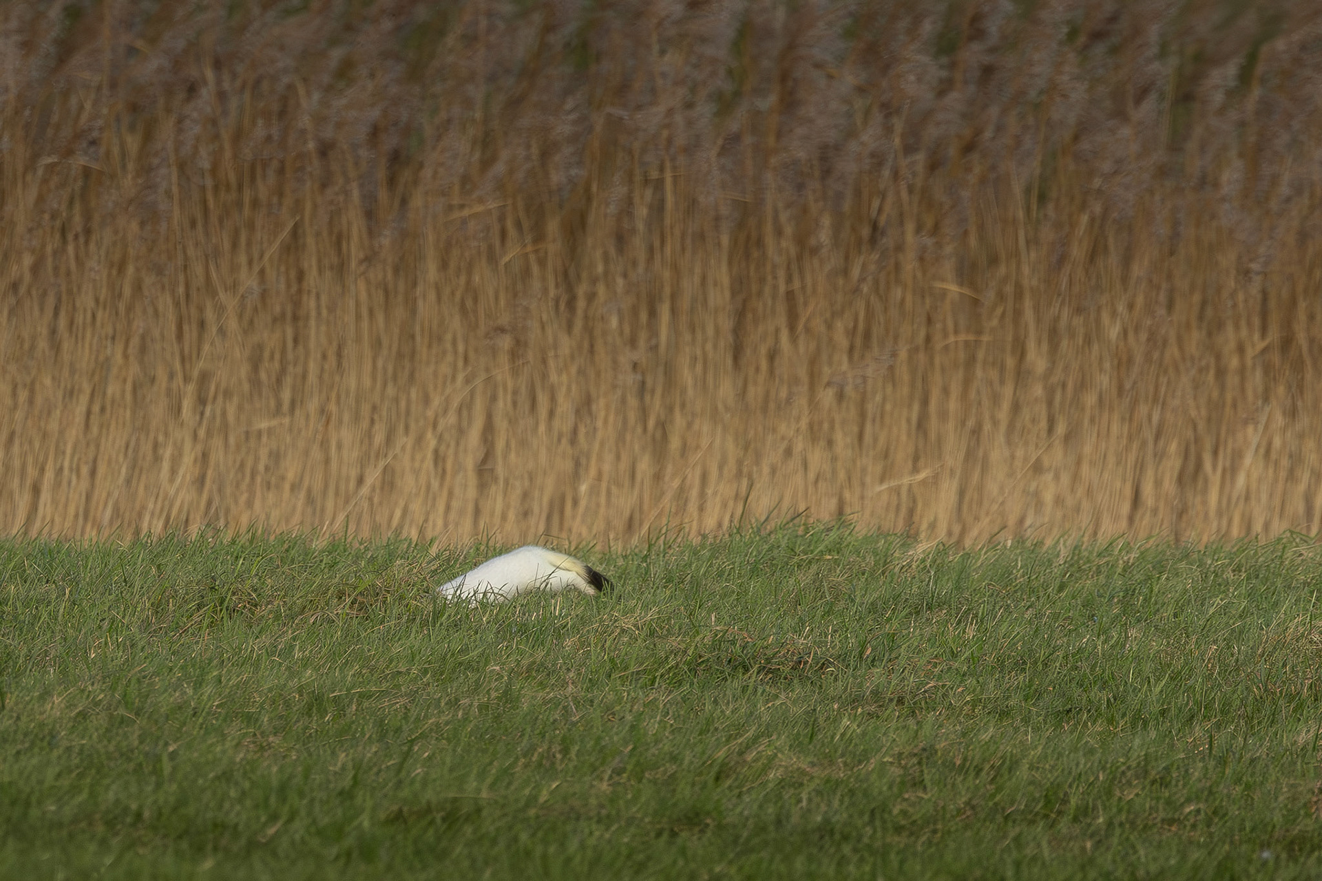 hermelijn in winterkleed