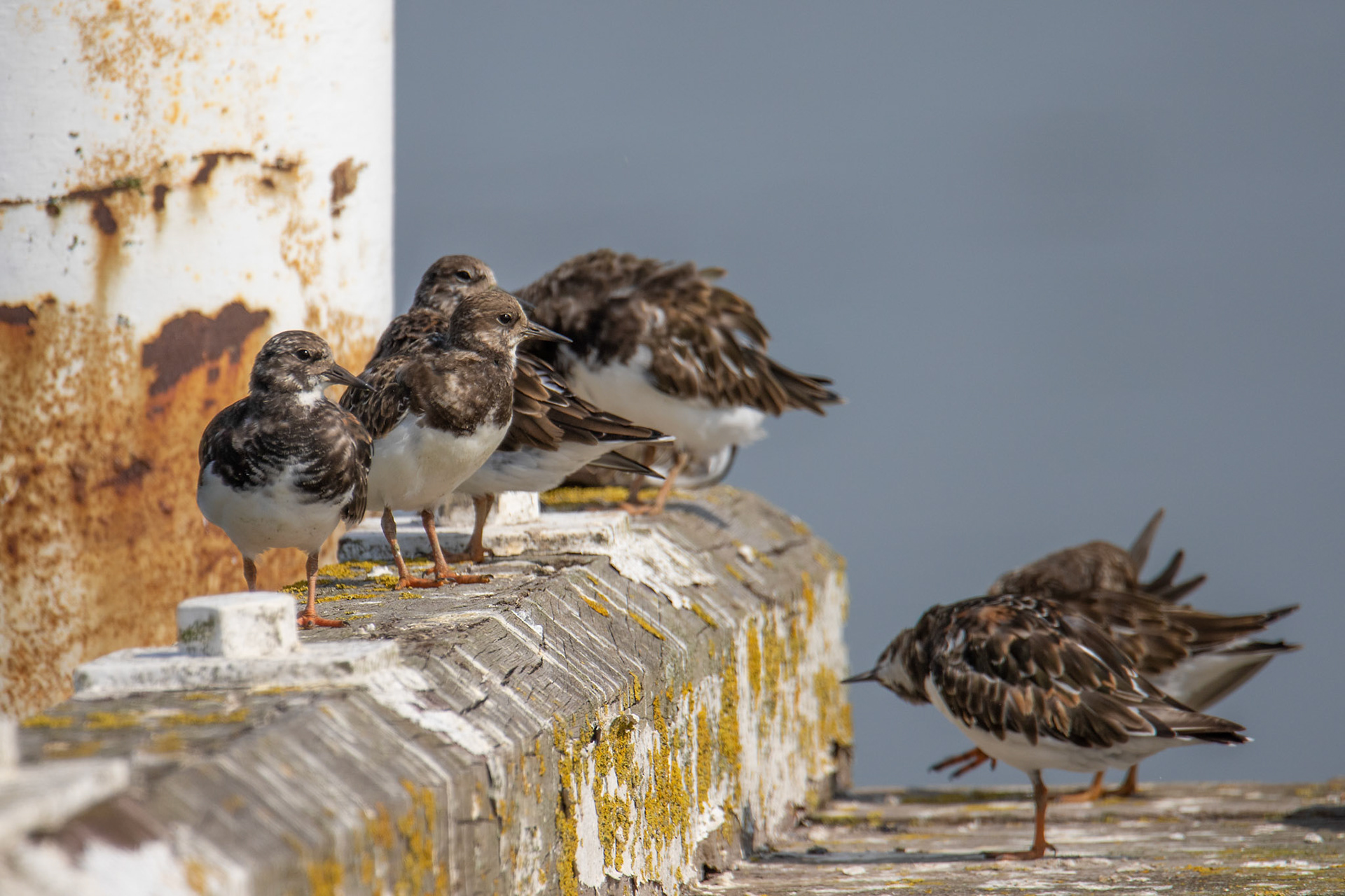 steenloper bij hoogtij, veren poetsen en rusten