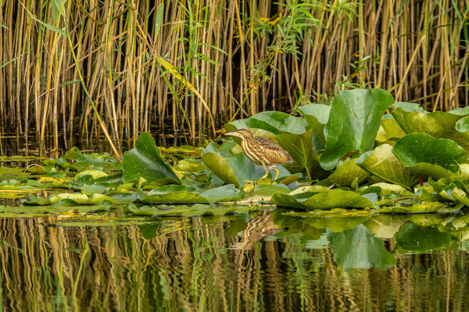 juviniele woudaap (kleinste reiger)