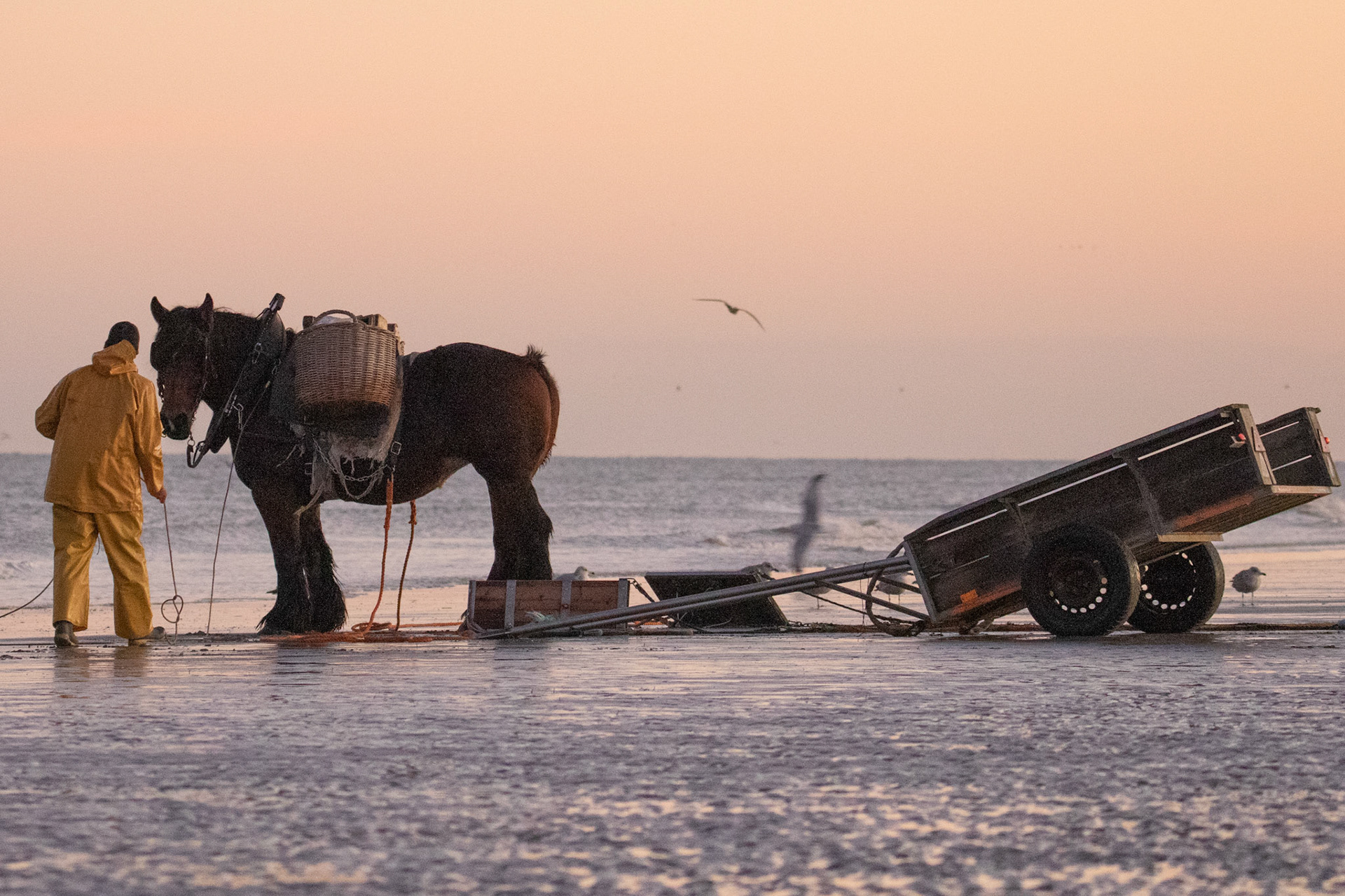 garnaalvisser te paard Oostduinkerke