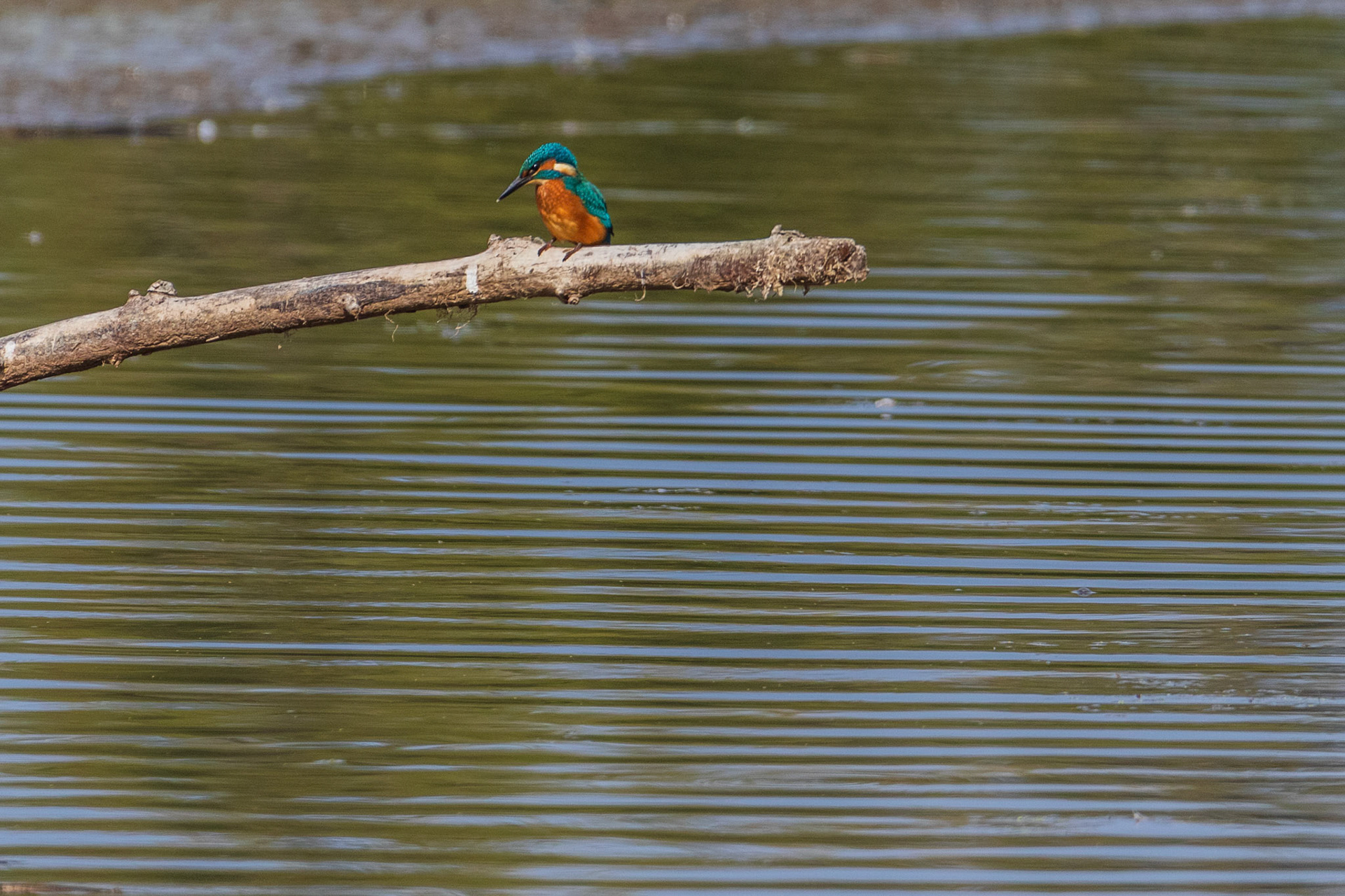 ijsvogel  duikt , foto 1