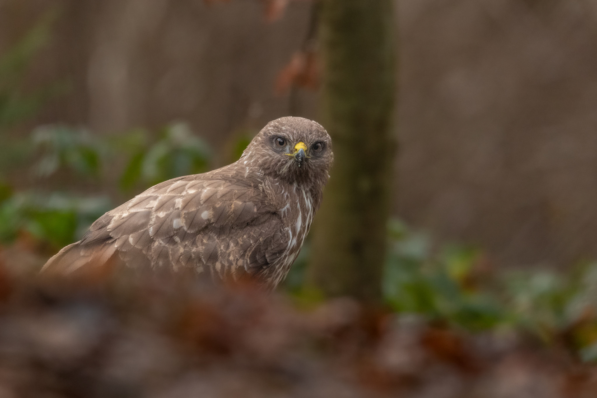 Buizerd