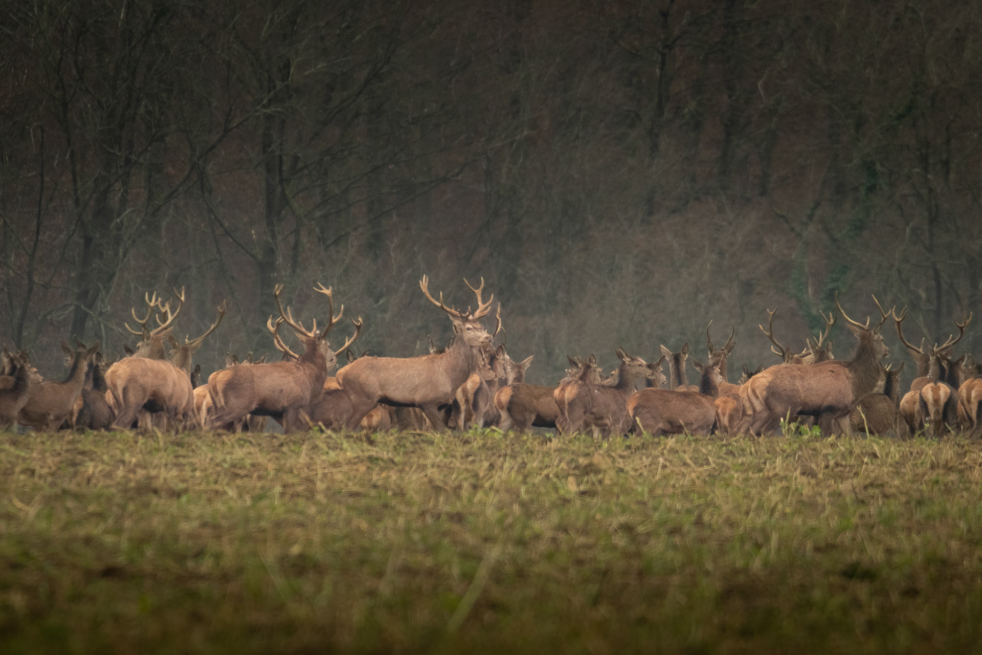 Herten aan de bosrand tijdens de jacht. Aisne, Barisis, France