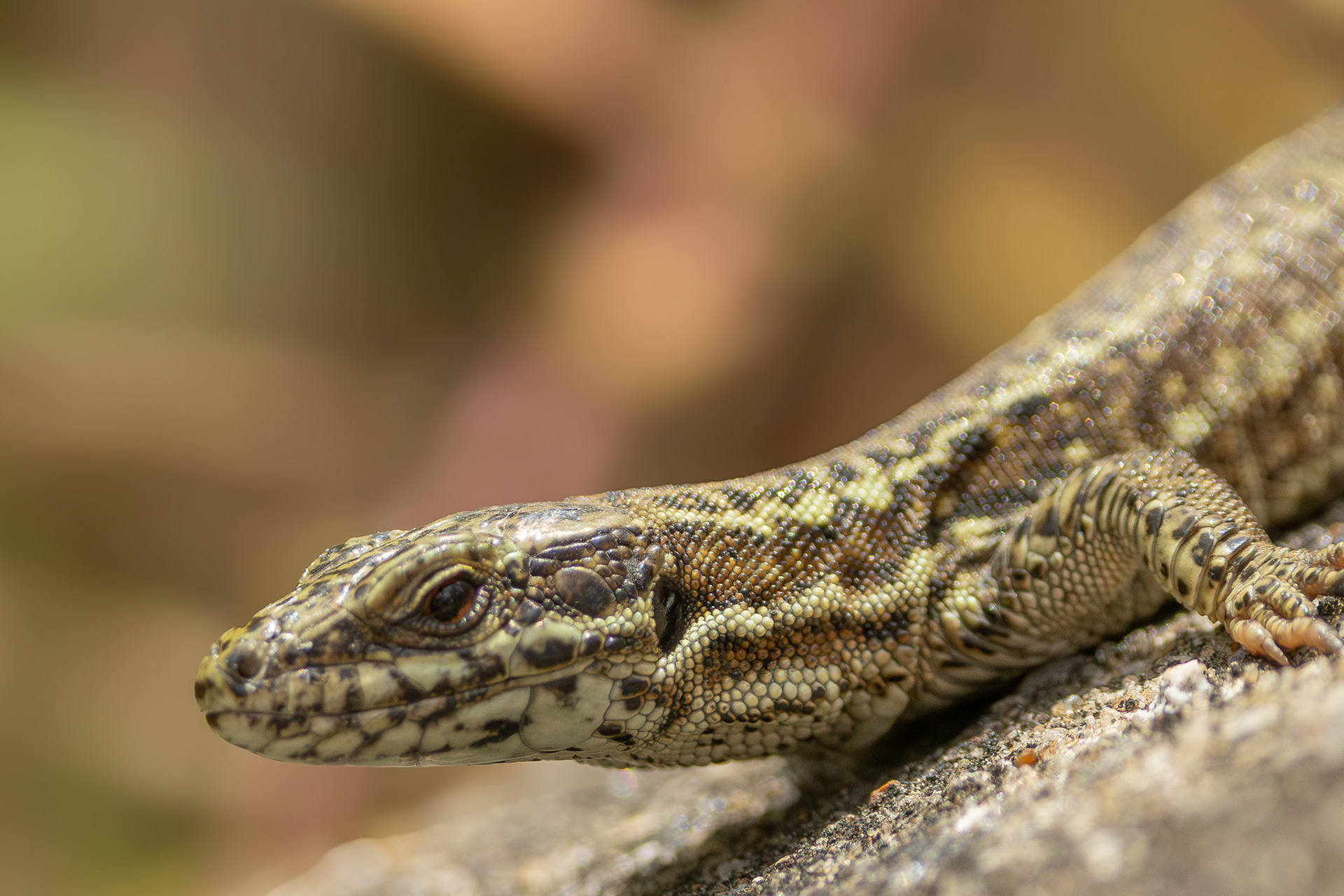 zandhagedis