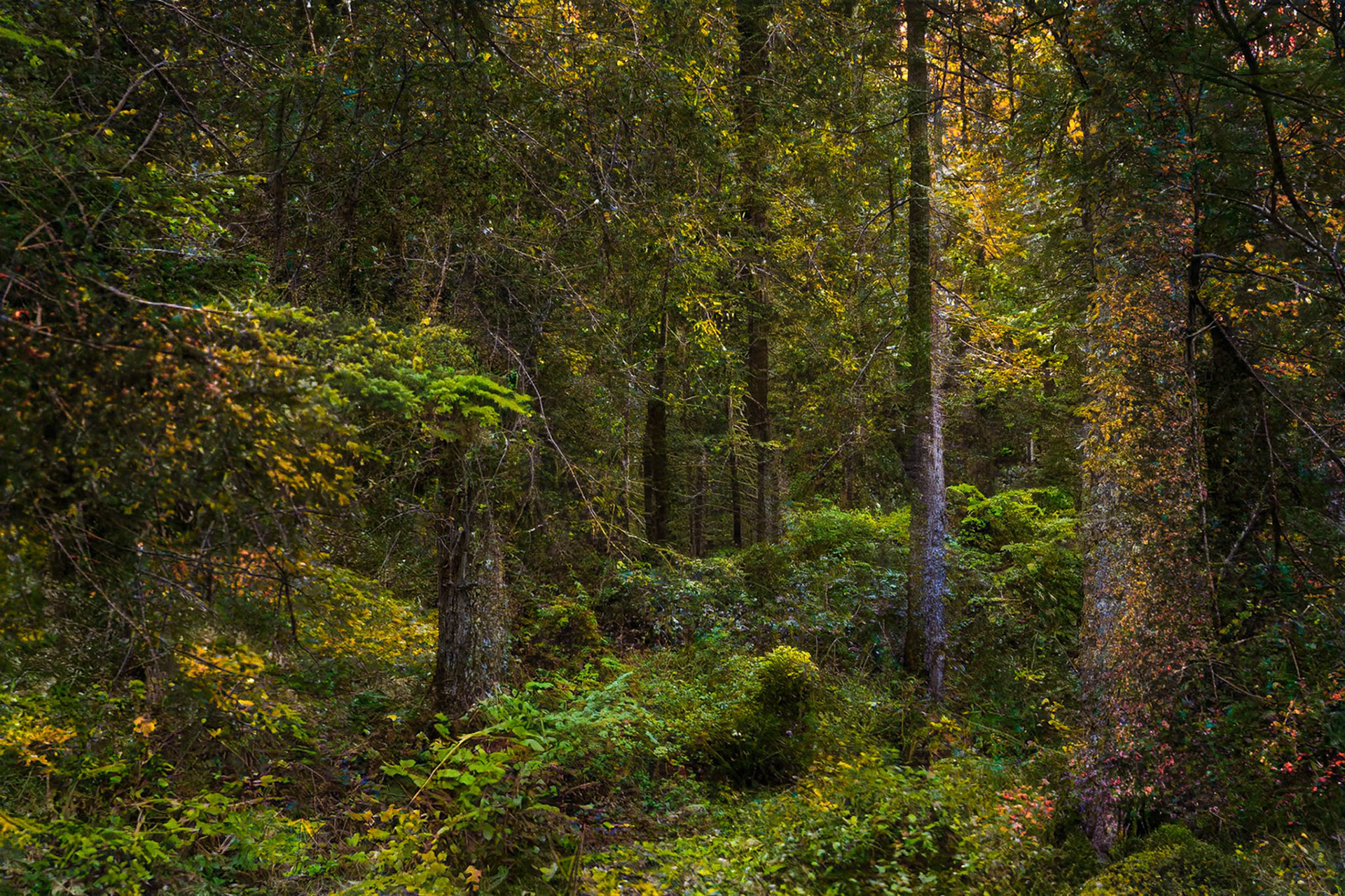sprookjesbos Noorwegen