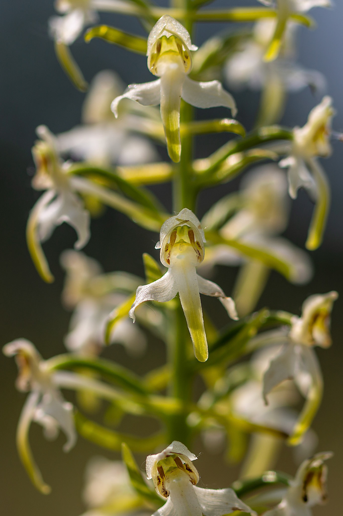 welriekende nachtorchis
